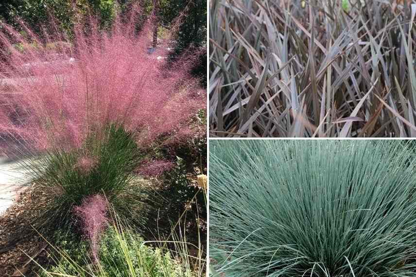 graminées pour jardin exposé plein sud