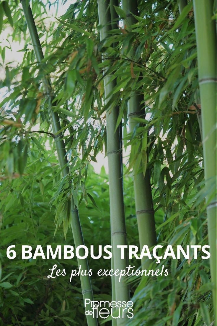 6 bambous traçants