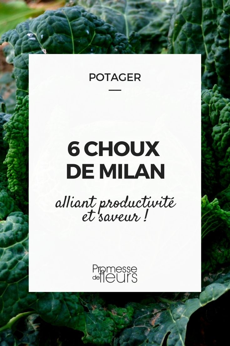 6 choux de milan