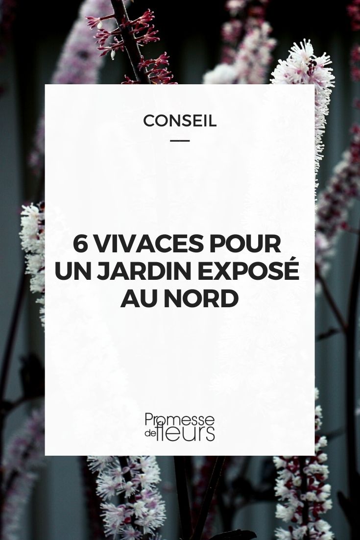 6 vivaces pour jardin exposé nord