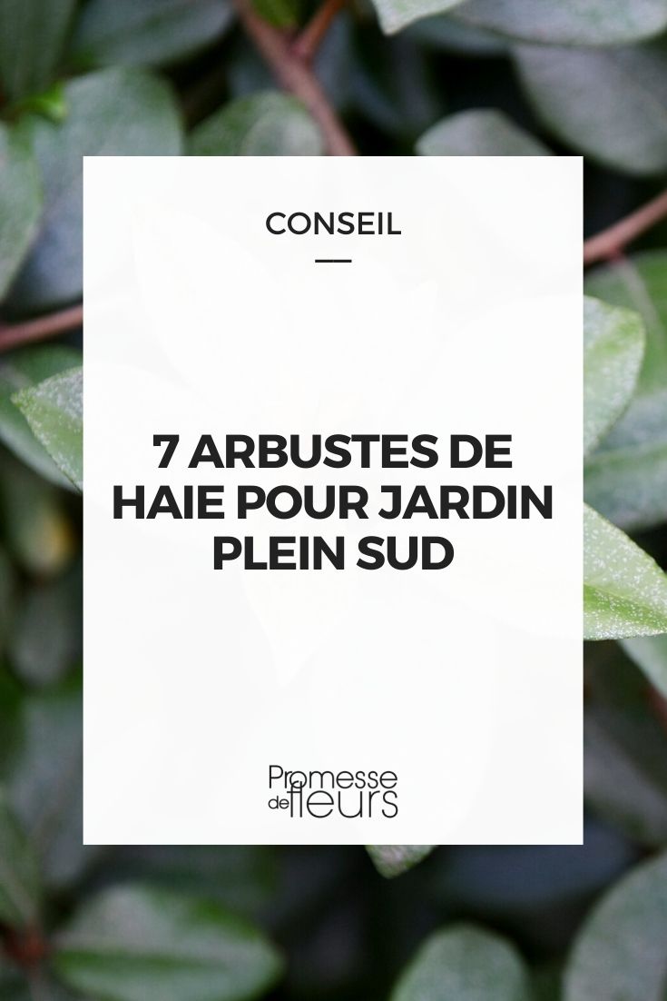 7 arbustes de haie pour jardin plein sud