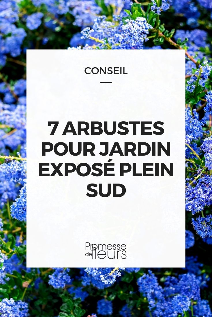 7 arbustes pour jardin sud