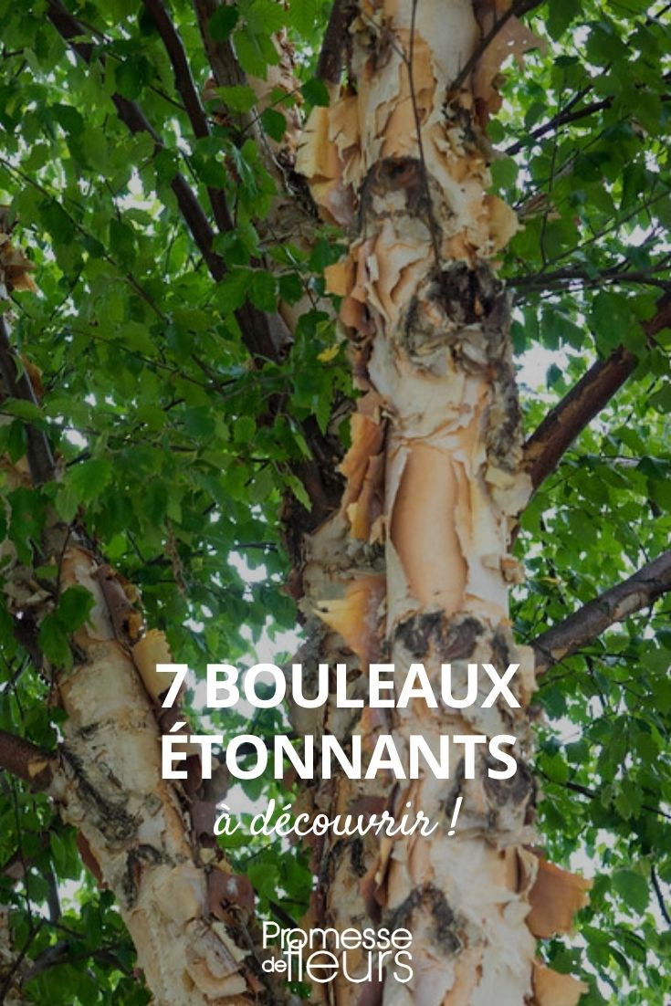 7 bouleaux