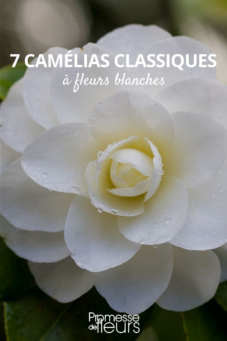 7 camelia classique blanc