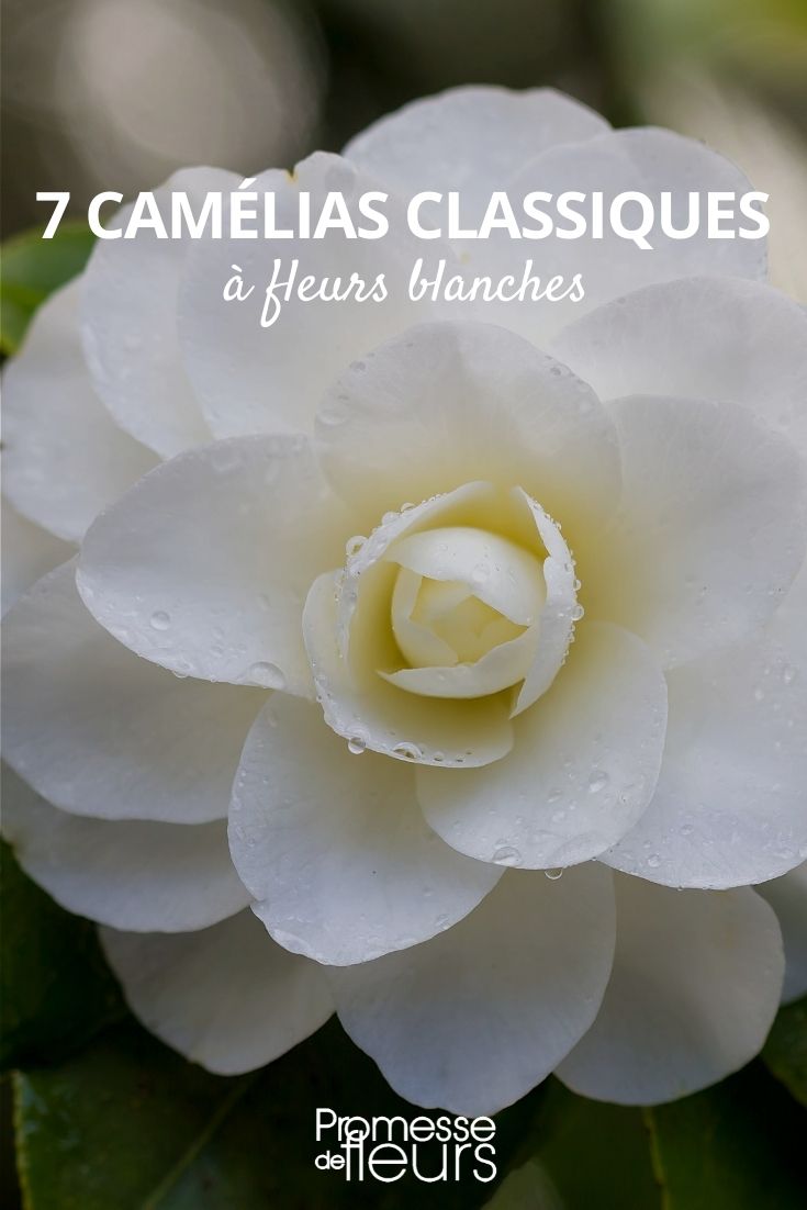 7 camélias classiques blancs - Promesse de Fleurs