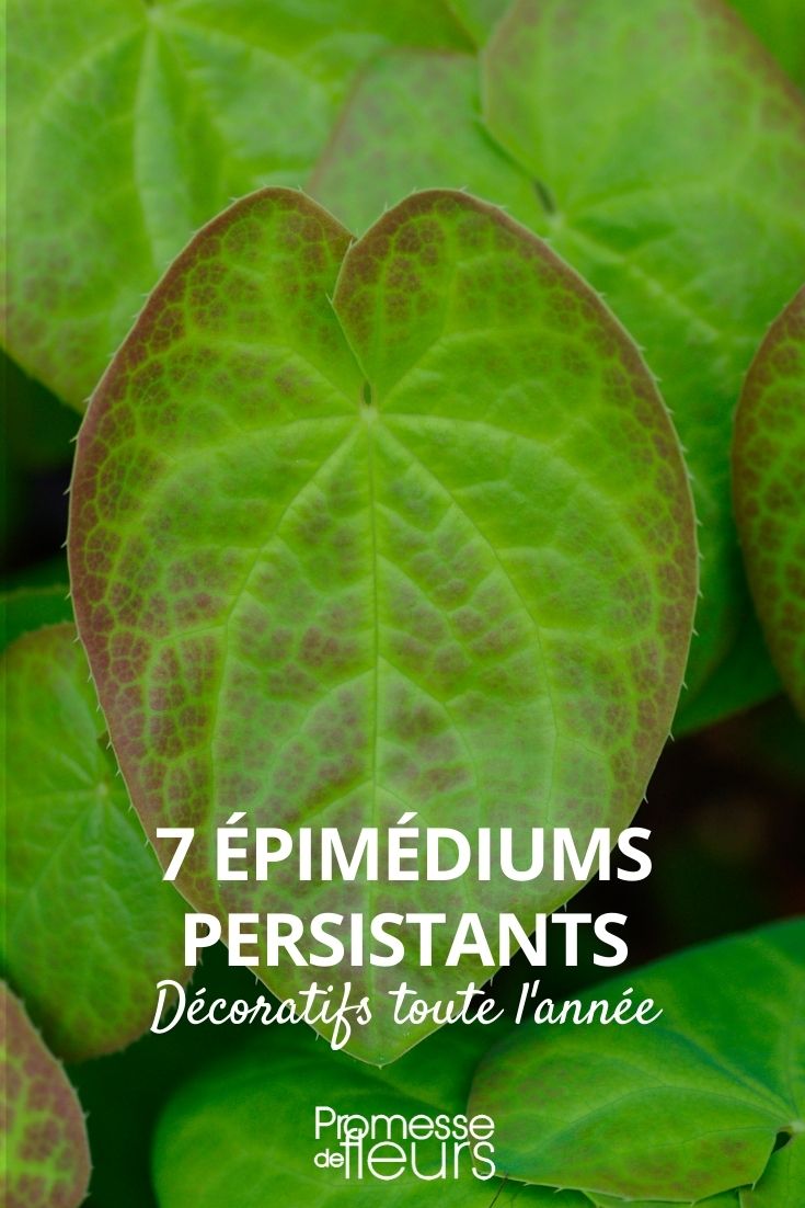 7 epimedium persistant