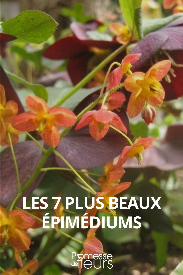 7 plus beaux epimediums