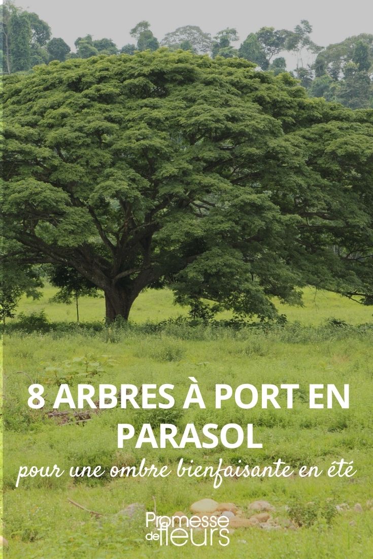 8 arbres à port en parasol