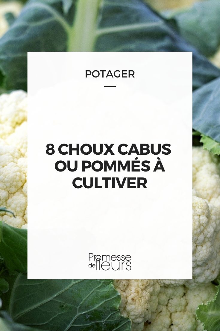 8 chou cabu ou pommé