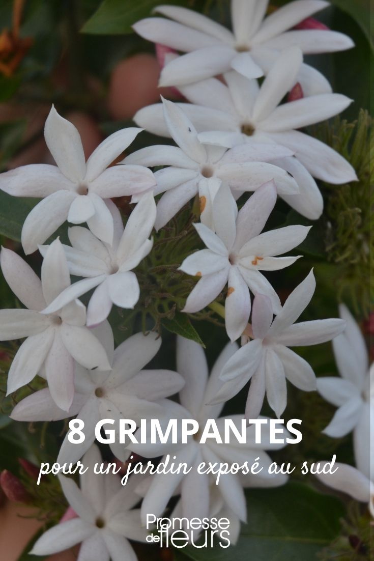 8 grimpantes jardin sud