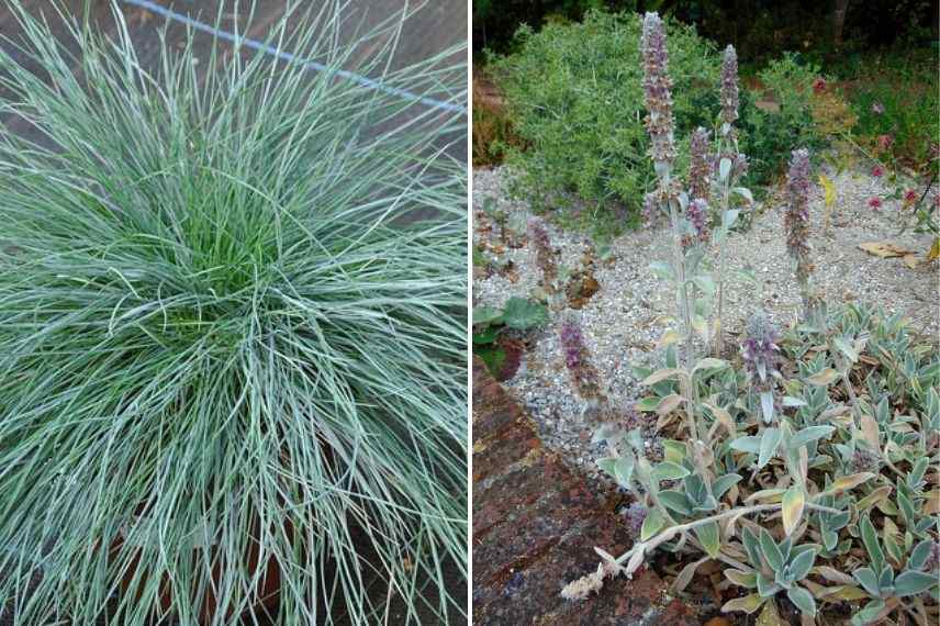 graminées pour jardin exposé plein sud