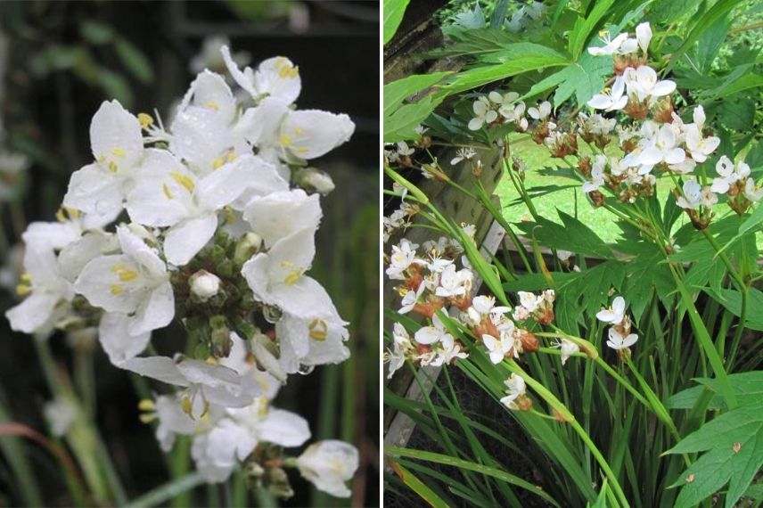 libertia Iris de Nouvelle-Zélande en pot