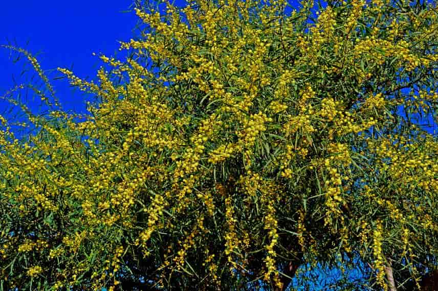 mimosa 4 saisons
