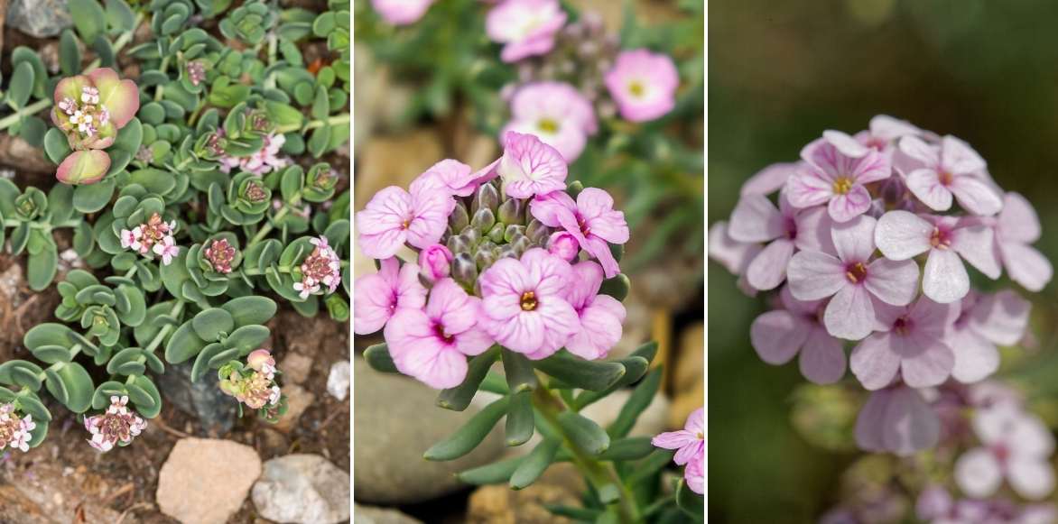 Aethionema, Aethioneme, plante vivace pour rocaille