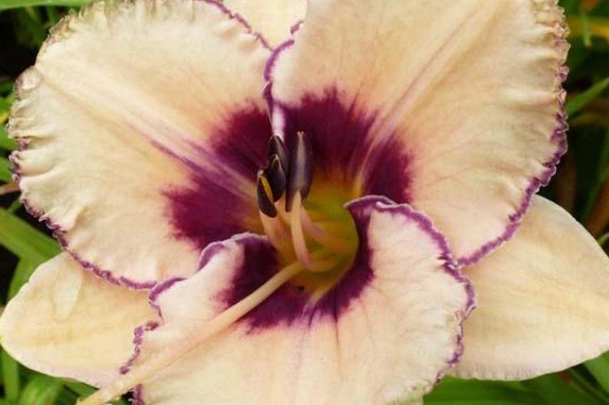 Hemerocalle fleur