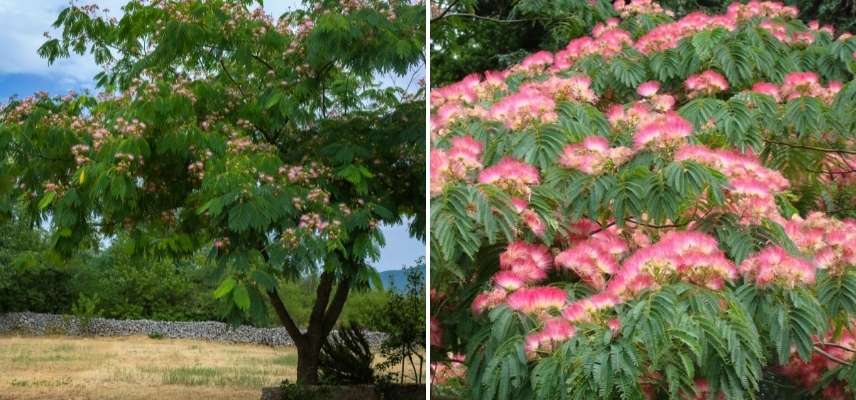 arbre pour jardin expose sud, arbre pour jardin plein sud, arbre supportant soleil sud