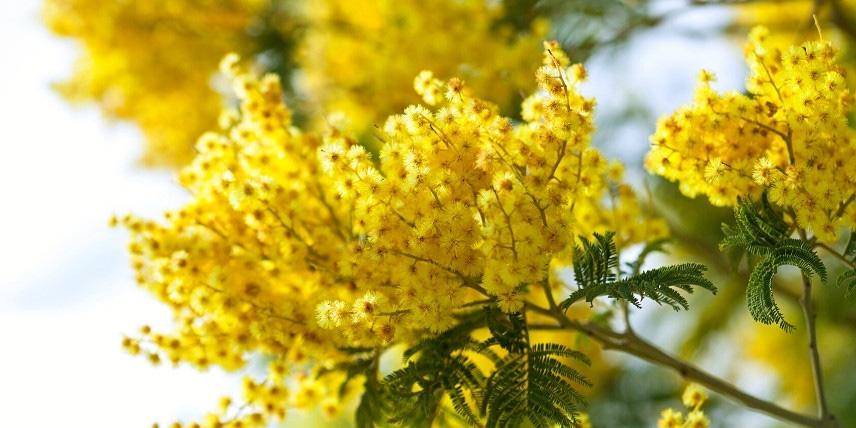 Arbustes persistants et parfumés : Acacia dealbata