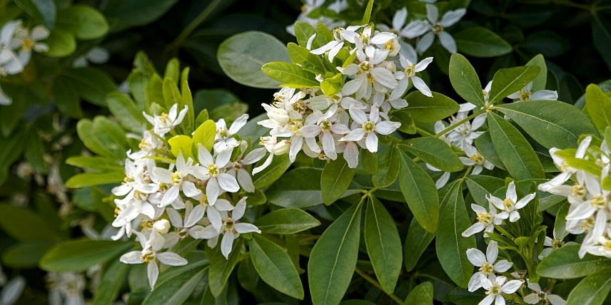 Arbustes persistants et parfumés : Choisya ternata