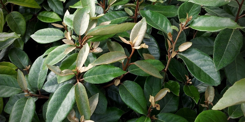 Arbustes persistants et parfumés : Elaeagnus ebbingei