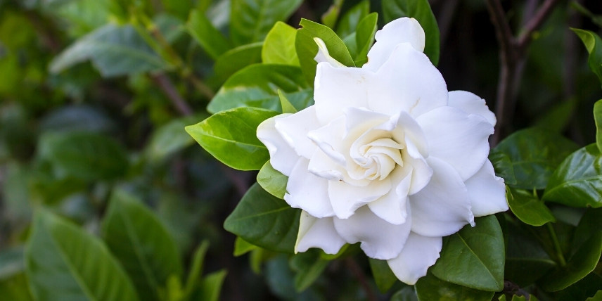 Arbustes persistants et parfumés : Gardenia jasminoides