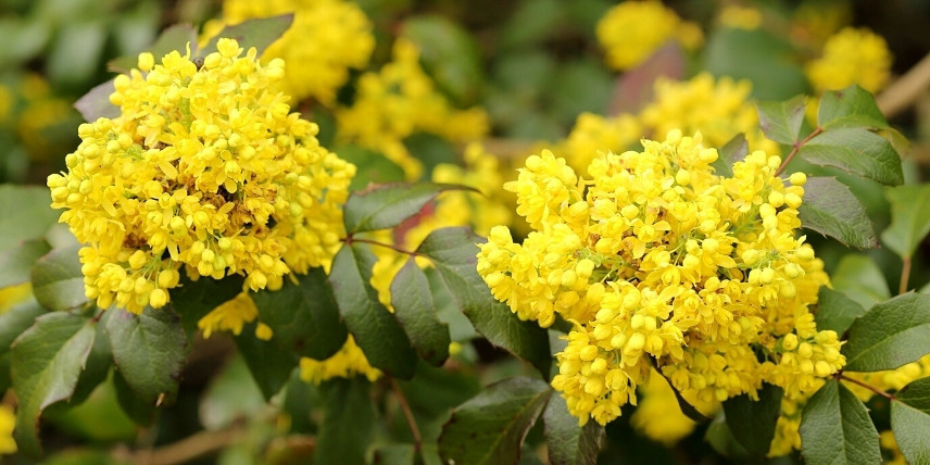 Arbustes persistants et parfumés : Mahonia