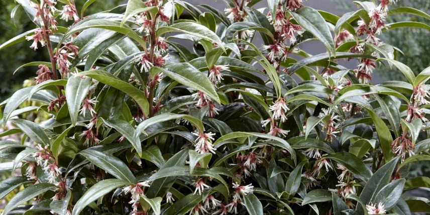 Arbustes persistants et parfumés : Sarcococca