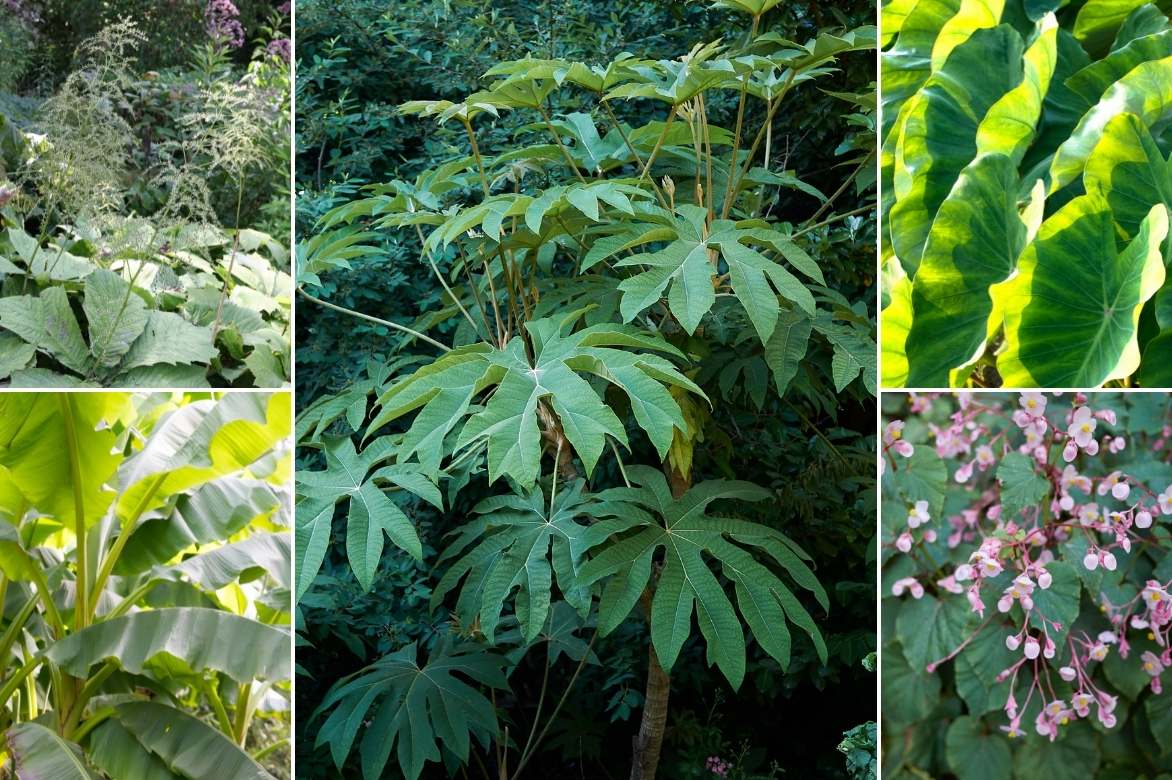 Tetrapanax, arbre à papier de riz