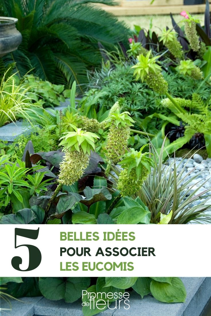 Associer les eucomis