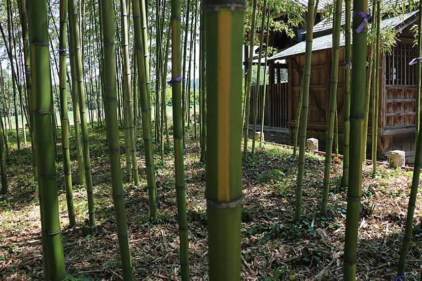 Phyllostachys bambusoides ‘Castilloni-inversa’ : un bambou géant méconnu aussi spectaculaire qu’ornemental
