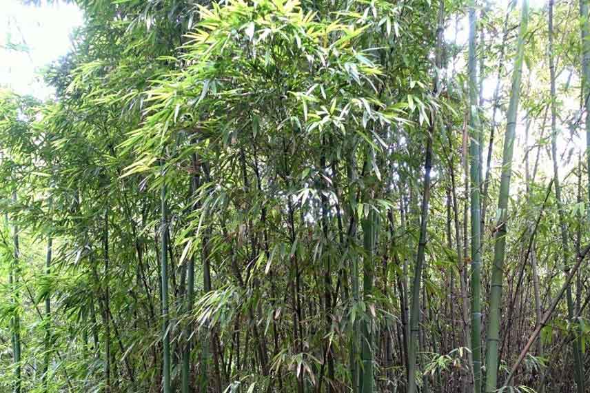 Phyllostachys iridescens : un bambou géant original et élégant