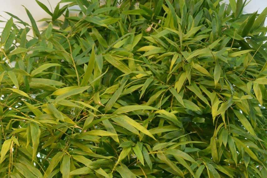 Phyllostachys nigra ‘Boryana’ : un bambou spectaculaire et peu traçant