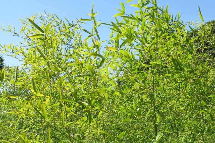 Phyllostachys nigra ‘Henonis’ : un bambou majestueux réputé tolérant à la sècheresse