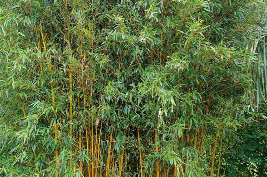 Phyllostachys vivax ‘Aureocaulis’ : un grand bambou à croissance rapide, même sous climat froid