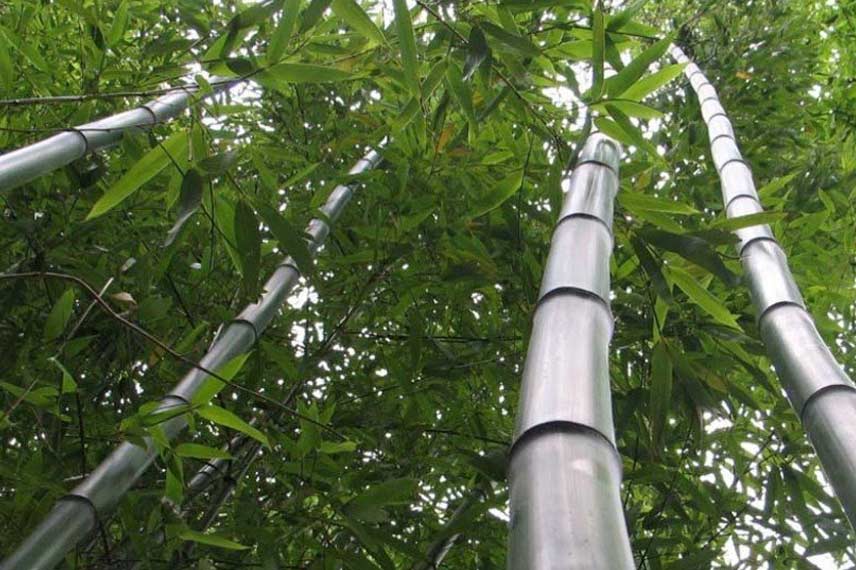 Phyllostachys vivax ‘Huangwenzhu’ : un bambou géant à croissance fulgurante