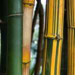 6 bambous à chaumes colorés