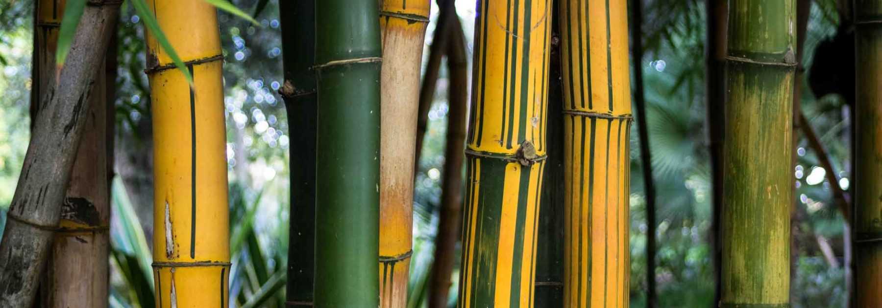 6 bambous à chaumes colorés