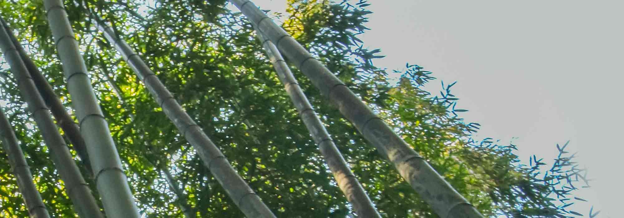 Les bambous géants