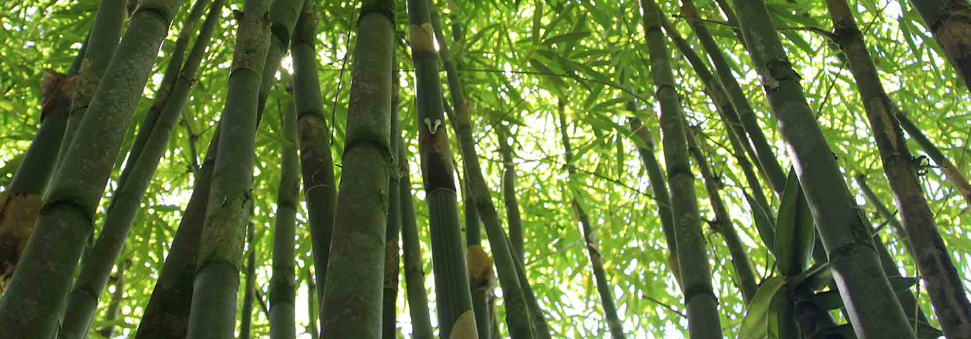 6 bambous traçants