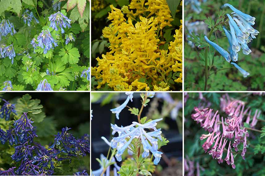 corydalis couleur fleur