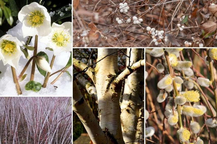 jardin d'hiver, winter garden, fleurs en hiver