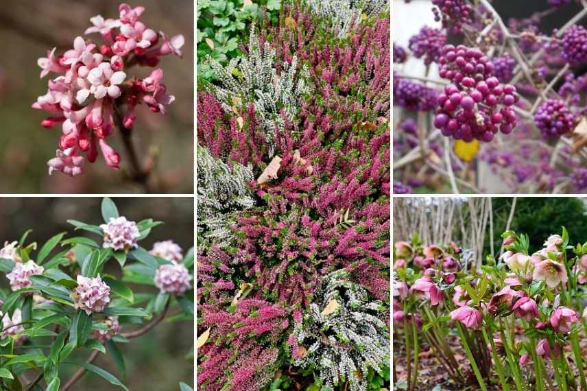 jardin d'hiver, winter garden, fleurs en hiver