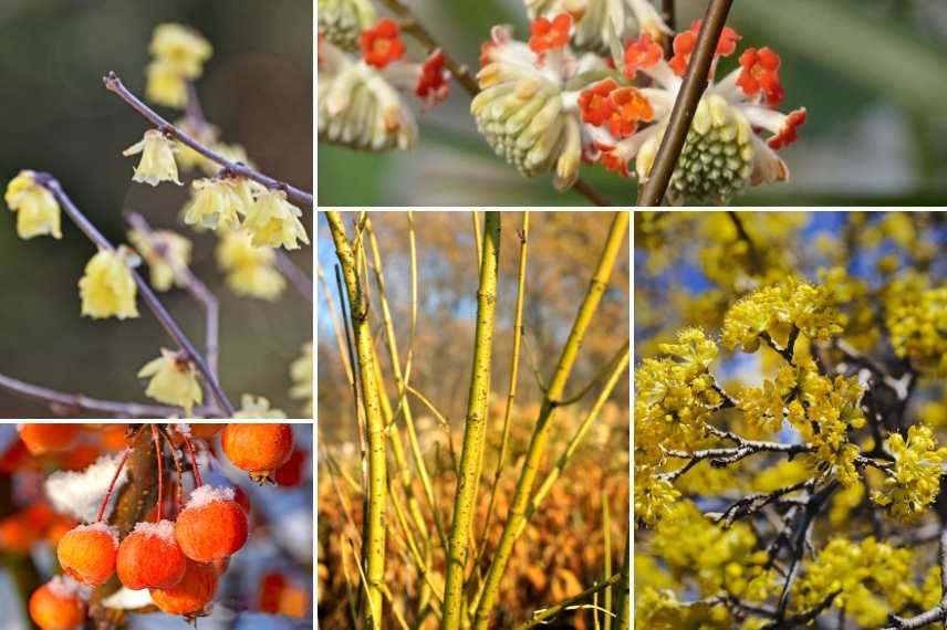 jardin d'hiver, winter garden, fleurs en hiver