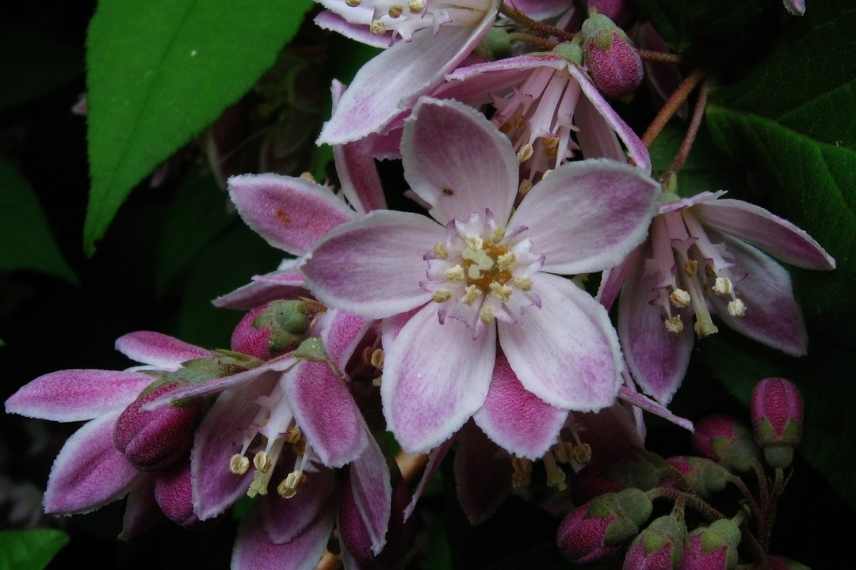 Deutzia a fleurs roses, Deutzia rose, Deutzie rose, Deutzia couleur rose