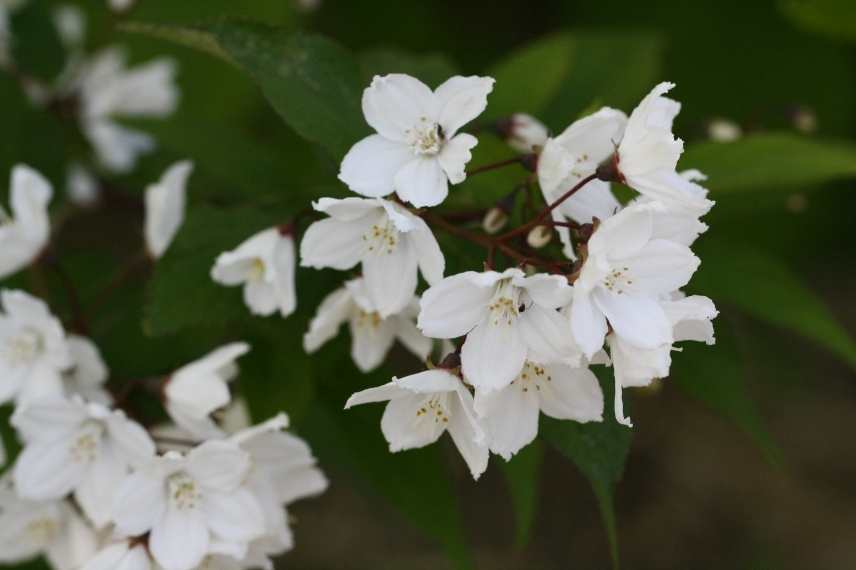 deutzia fleurs blanches, deutzia floraison blanche, deutzie blanc, deutzie floraison blanche