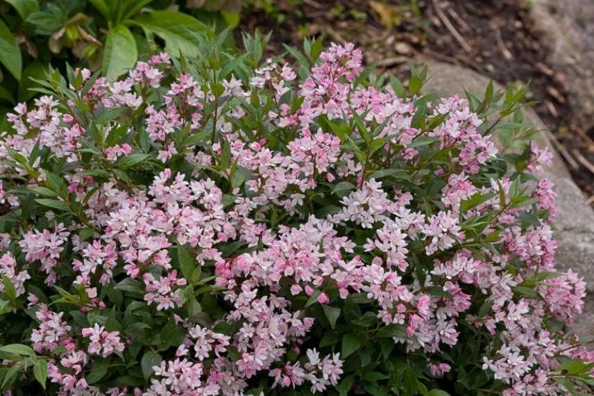 Deutzia a fleurs roses, Deutzia rose, Deutzie rose, Deutzia couleur rose