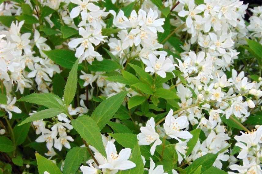 deutzia fleurs blanches, deutzia floraison blanche, deutzie blanc, deutzie floraison blanche