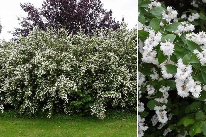 deutzia fleurs blanches, deutzia floraison blanche, deutzie blanc, deutzie floraison blanche