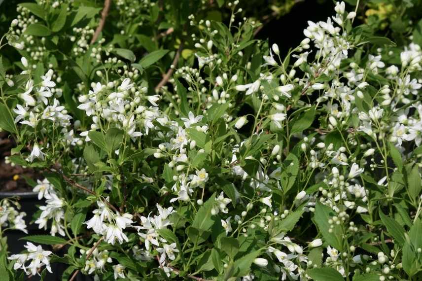 deutzia fleurs blanches, deutzia floraison blanche, deutzie blanc, deutzie floraison blanche