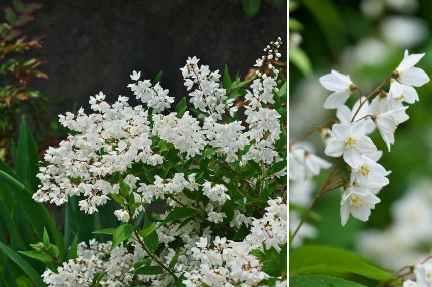 deutzia fleurs blanches, deutzia floraison blanche, deutzie blanc, deutzie floraison blanche