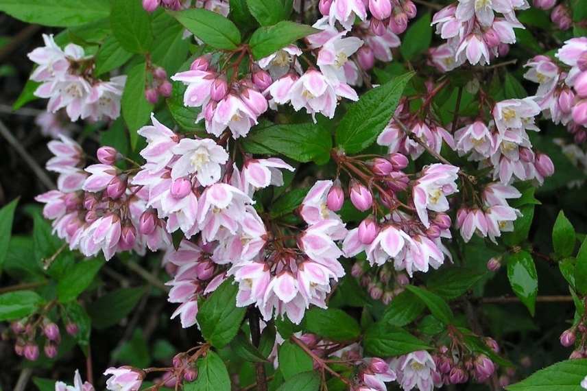 Deutzia a fleurs roses, Deutzia rose, Deutzie rose, Deutzia couleur rose